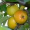 Balkonobst Apfel Goldparmäne Kleinobst Terrassenobst Apfelbaum 80-120 cm Lieferhöhe | malus domestica 'Goldparmäne' | Befruchter Cox Orange, Golden Delicious und Klarapfel