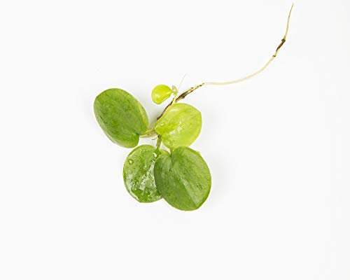 Lincspplant Mixed Tropical Live Aquarium Plants (5 Tropical Frogbit)
