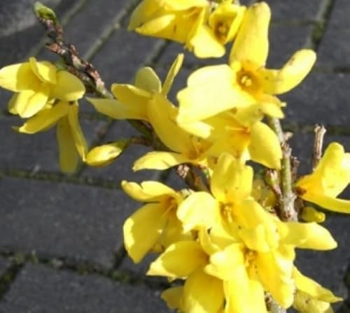 Zwergforsythie Melee d'Or - Forsythia - Zwerg-Goldglöckchen