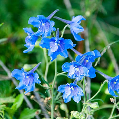 Generic Semillas de flores de Delphinium, 200 piezas/bolsa de semillas Semillas de flores de Delphinium saludables y prolíficas respetuosas con el medio ambiente para el patio Semillas