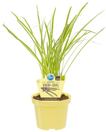 Knobi-Gras in BIO-Qualität Thulbaghia violacea Kräuterpflanze 12cm Topf