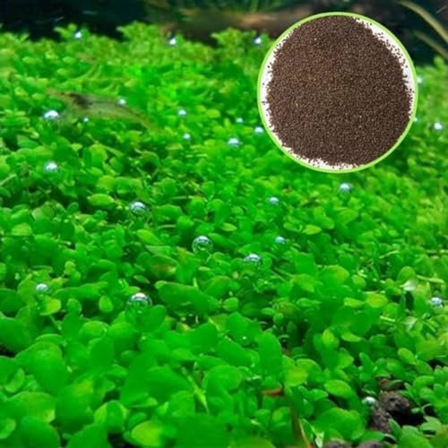 600 Stück Wasserpflanzen, Wassergras, Pflanzensamen, Aquarium, Aquarium, Landschaftsdekoration, Getreidesamen, Farnsamen, Blumensamen, Obstsamen, Grassamen, Baumsamen Samen von Wassergras 600 Stück