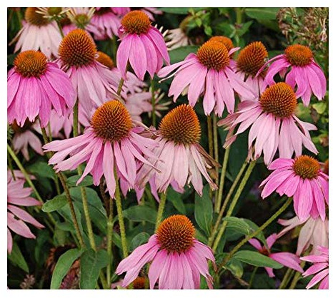 Echinacea purpurea - Echinacée pourpre - Rudbeckie pourpre - 30 graines