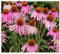 Echinacea purpurea - Purpur-Sonnenhut - 20 Samen