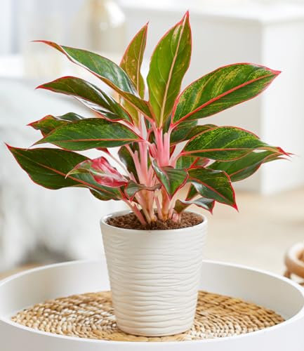 BALDUR Garten Aglaonema 'Jungle Red®',1 Pflanze, auffällig panaschierte Blätter, echter Blickfang in Wohnung & Büro, lebendige Farben, ideal für halbschattige Plätze, pflegeleicht & dekorativ