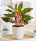 BALDUR Garten Aglaonema 'Jungle Red®',1 Pflanze, auffällig panaschierte Blätter, echter Blickfang in Wohnung & Büro, lebendige Farben, ideal für halbschattige Plätze, pflegeleicht & dekorativ