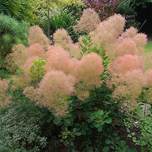 Perückenstrauch 'Young Lady' - Cotinus Coggygria 'Young Lady' - 40-60 cm Topf - Rote Blätter im Herbst, attraktiv für Schmetterlinge