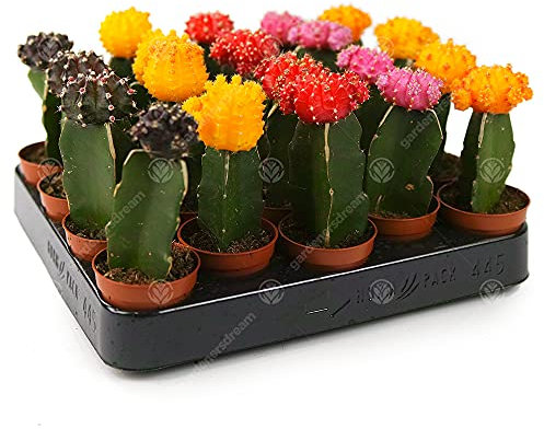 GardenersDream Disco Kaktus Mix Haus/Büro Innenraum Pflanze, auch ideal als Hochzeitsgeschenk (20 Pack)