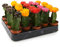 GardenersDream Disco Kaktus Mix Haus/Büro Innenraum Pflanze, auch ideal als Hochzeitsgeschenk (20 Pack)