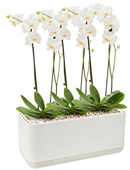 AIRY System L inkl. 3 Orchideen & Airy Base Substrat • Natürlicher Luftreiniger eliminiert Schadstoffe, Allergene & Gerüche • Für Räume mit ca. 30qm • Made in Germany, 3301-619 weiss-weiss