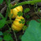 10 Pcs Kürbis Samen - Kürbissamen Bio - Winterharte Pflanzen Für Garten, Cucurbita Moschata, Stauden Winterhart Mehrjährig Gemüsesamen Alte Sorten Wintergemüse Pflanzen Kaufen Gemüsesamen