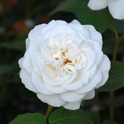 Edelrose Annapurna 30-60cm - Gartenpflanze