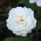 Edelrose Annapurna 30-60cm - Gartenpflanze