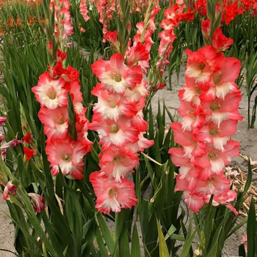 Gladiolen Zwiebeln Gladiolen knollen Dekorative Pflanzen FüR Den Garten Gladiolen Samen