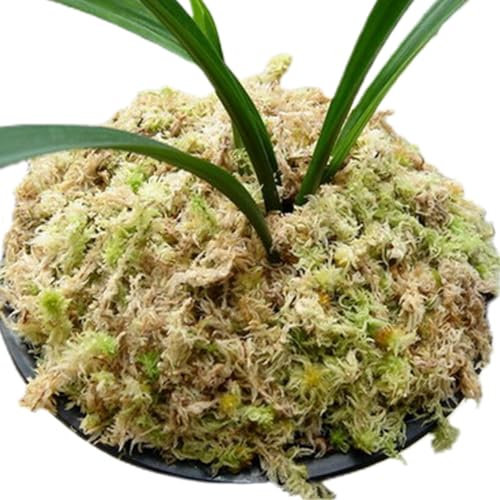 Sphagnum Moos Für Pflanzen, Sphagnum Moos Orchidee Torfmoos Getrocknet, 500g Spaghnummoss Für Orchideen, Sphagnum Moos Blumenerde, Orchideensubstrat Spagnummoss Mit Gelbsticker Trauermücken
