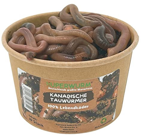 10 Stück Kanadische Tauwürmer | 100% kompostierbare Köderdose - Angelköder - Lebendköder - Tauwürmer - Würmer lebend (Lumbricus terrestris)