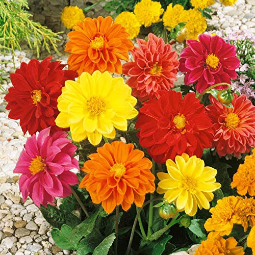 4 x Dahlia Unwin Mix- Rainbow Colored Daisy Like Flowers- Excellent Cut Flower- for A Beautiful Looking Bedding OR Border in Your Garden