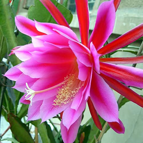 Haloppe 50 Stück Epiphyllum Oxypetalum Blumen Pflanzensamen für die Bepflanzung des Hausgartens, Epiphyllum Oxypetalum Samen Garten Rote Blumensamen Epiphyllum-Samen