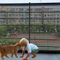 Balcony Safety Net for Kids Banister Guard Pet Balcony Guard Balcony Netting for Pets-10ft X 3ft Thick Rail Net for Balcony Apartment Cat Netting Balcony Safety Netting for Railings Stair (Black)