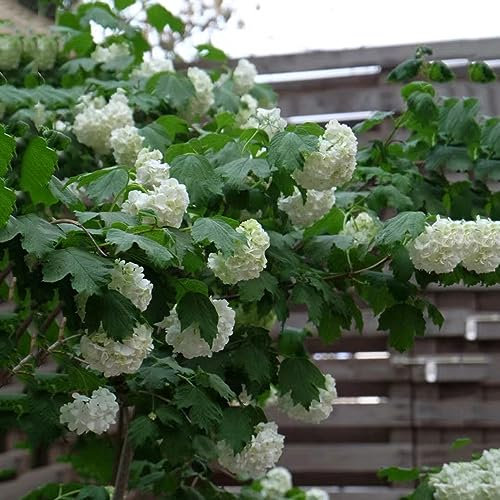 150 pcs Schneeball Pflanze Winterhart Samen, Schnittblumen Samen, Zimmerpflanzen Samen (Viburnum dilatatum) Wildblumensamen Mehrjährig Winterhart, Stauden Winterhart Mehrjährig Blumen