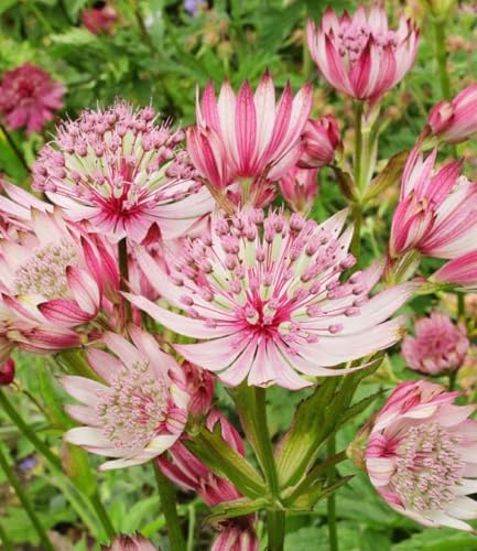 BALDUR Garten 3x Astrantia Sparkling Stars Pink, Knollen Größe I | Sterndolde Staude, winterharte Staude, mehrjährig & pflegeleicht, Wasserbedarf gering, blühend, Astrantia major