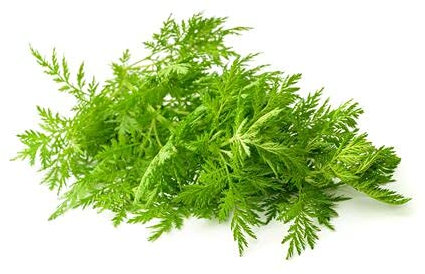 Großpackung Einjähriger Beifuß Artemisia annua Qing Hao ca. 50.000 Samen - Keimprobe auf Foto 2