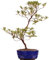 Bonsai - Jap. Satsuki Azalee 'Benigasa', Rhododendron indicum 218/75
