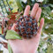 hoya pflanze samen - blumen samen, kletterpflanzen wachsblume hoya porzellanblume blumensamen mehrjährig, pflanzensamen exotisch exotische pflanzen winterhart, samen winterhart garten 100pcs