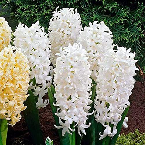 Planta de jacinto/Jacintos bulbos/Bulbos de flores exterior raras/Perenne tolerante al frío/CXXFGFT-2 bulbos-B