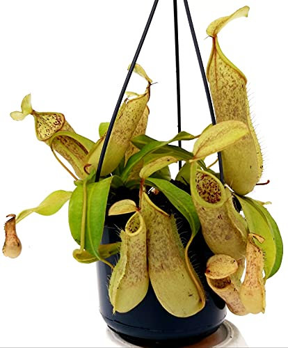 POWERS TO FLOWERS - NEPENTHES LOUISA, BASKET 16CM, pianta vera