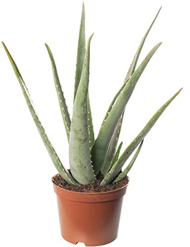 Aloe Vera Große Zimmerpflanze, exotisch, immergrün, hochwachsend, für Zuhause.