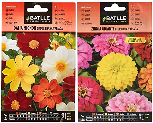 Semillas Batlle Dalia Mignon Simple enana vda. & Zinnia Gigante Flor Dalia vda