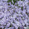 Phlox Plants. 'Emerald Cushion Blue'. Lilac-Blue Flowers. Plants for Pollinators. 9cm Plant x 2. Available from Bedwen Plants.