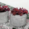 Venus Flytrap Dionaea Muscipula Volcanic Red Rare Carnivorous Houseplant Seeds - 5 Seeds