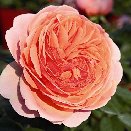 Rose Chippendale Strauchrose mit Blüten-Farbe dunkelorange-rosa - Winterharte Blume mit starkem Duft - Blütezeit von Juni bis Oktober von Garten Schlüter - Pflanzen in Top Qualität