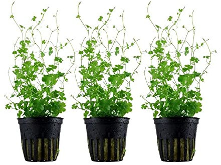 AquaOne Aquarium Pflanze 3 Stück Hydrocotyle tripartita I Wasserpflanze Aquariumpflanze Stängelpflanze voll durchwurzelt mittel pflegeleicht Aquascaping Dekoration