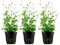 AquaOne Aquarium Pflanze 3 Stück Hydrocotyle tripartita I Wasserpflanze Aquariumpflanze Stängelpflanze voll durchwurzelt mittel pflegeleicht Aquascaping Dekoration