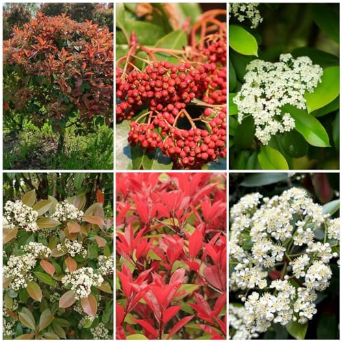 500 pcs heidekraut winterhart samen, garten geschenke für frauen, samen geschenk, Photinia serratifolia, kräuter pflanzen, seed pflanzen winterhart draußen, geschenk kochen heilpflanzen