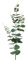 Künstlicher Eukalyptuszweig 78cm - Kunstzweig Eukalyptus - Zweige Blätterzweige Dekozweige - Kunstblumen Deko Zweig - Hochzeitsdeko Frühlingsdeko Osterdeko - Grün