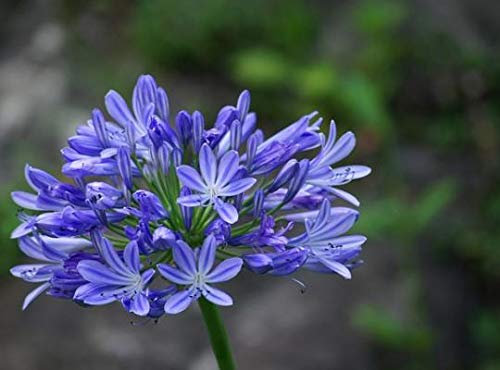 Agapanthus africanus Big Blue African Lily perennial plant blue flowers grown in 2 litre pot