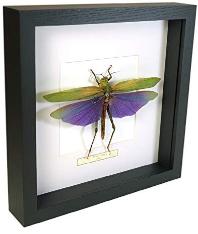 Titanacris albipes – Sauterelle - Vrai Insect de taxidermie monté sous Verre dans Un Cadre Fait Main en Bois Noir