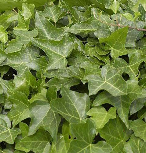 Gemeiner Efeu 20-30cm - Hedera helix