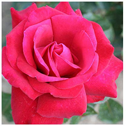 Rosa Bush Rose Hybrid Tea' Merry Christmas' Plant