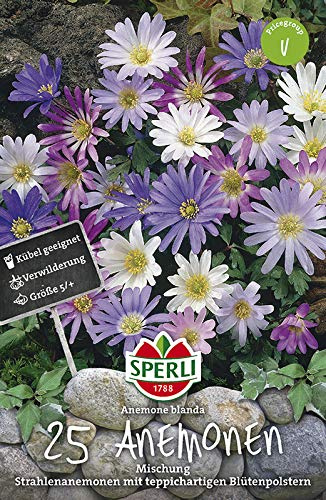 Sperli 460643 Anemonen Mischung (25 Stück) (Herbstblumenzwiebeln)
