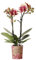 Kolibri Orchids | Gelbe rote Phalaenopsis-Orchidee - Spanien - Topfgröße Ø9cm | blühende Zimmerpflanze - frisch vom Züchter