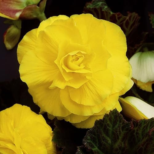 Carbeth Plants - 5 x Begonia Double Yellow Summer Tubers - Large Headed Long Flowering Season Perennial Bulb Corms - Low Maintenance Pollinator Friendly - Grow in Beds, Borders and Patio Pots