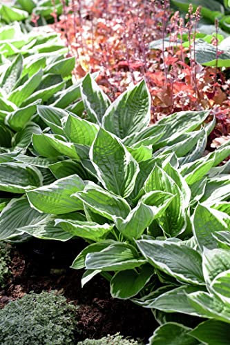 Hosta sieboldiana ca. 11x11 cm Topf - Blaublatt-Funkie, große blaue Blätter, ideal für schattige Beete, pflegeleicht, winterhart