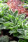 Hosta sieboldiana ca. 11x11 cm Topf - Blaublatt-Funkie, große blaue Blätter, ideal für schattige Beete, pflegeleicht, winterhart