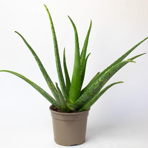 Aloe Vera Plant – Aloe Vera Gel Great as Body moisturiser & aftersun Cream, Large Plant 50-60 cm Tall in 15cm Pot