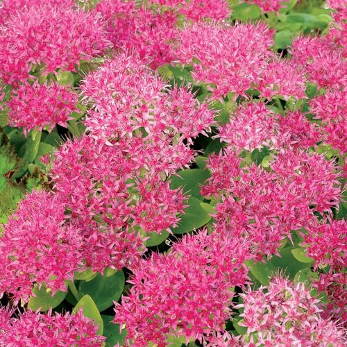 Sedum Hot Stuff - Real Outdoor Succulent Plant - Hardy Garden Perennial - Live Flowering Plant for Patio Pots, Rockeries, Beds - Drought Tolerant Plants for UK Gardens (9cm Pot, 10-20cm)